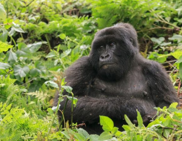 Planning a Gorilla Trekking Safari – Everything you need to know