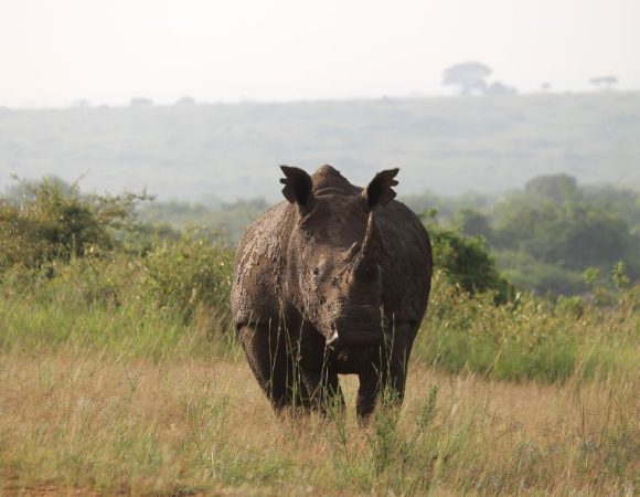 Unveiling Ol Pejeta Safari: A Journey into Africa’s Wildlife Wonderland